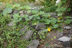 Cucurbita moschata